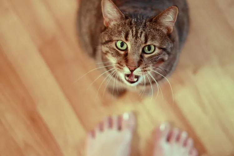 Why Your Cat Is Meowing So Much—and Other Ways They Seek Your Attention