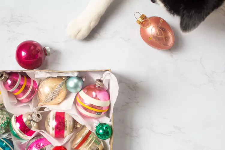 10 Holiday Safety Tips for Cats