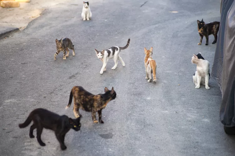 What Is a Feral Cat?