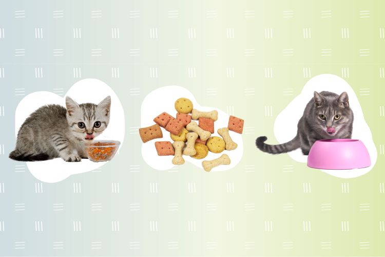 Top Cat Food Delivery Services to Keep Your Kitty Well-Fed