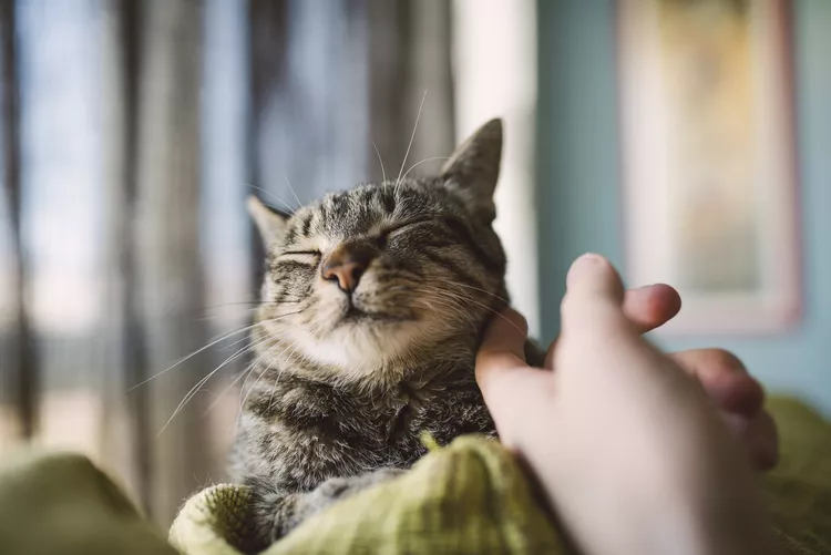 7 Places Where Cats Like to Be Pet