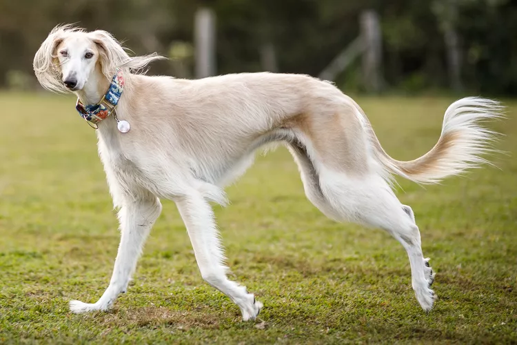 Saluki: Dog Breed Characteristics & Care