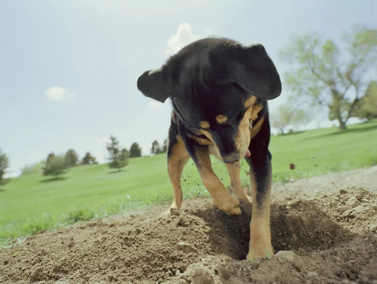 Why Dogs Bury Bones and Other Objects