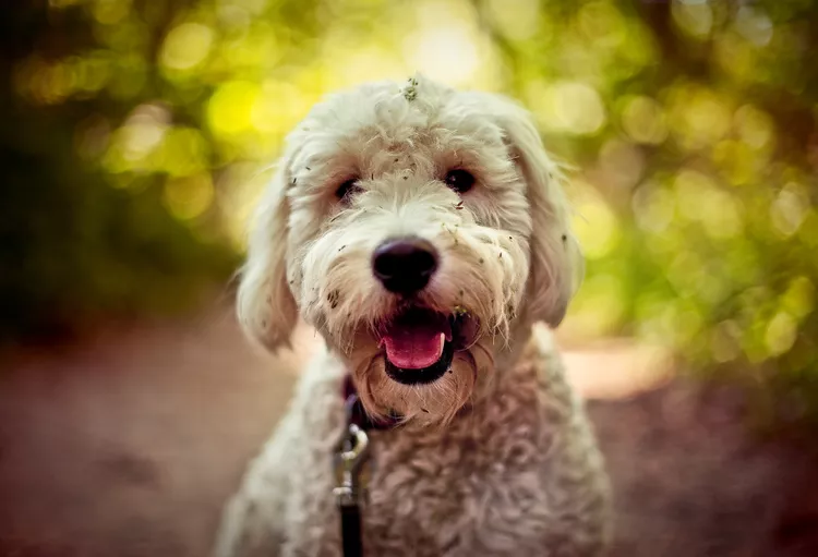 Goldendoodle: Dog Breed Characteristics & Care