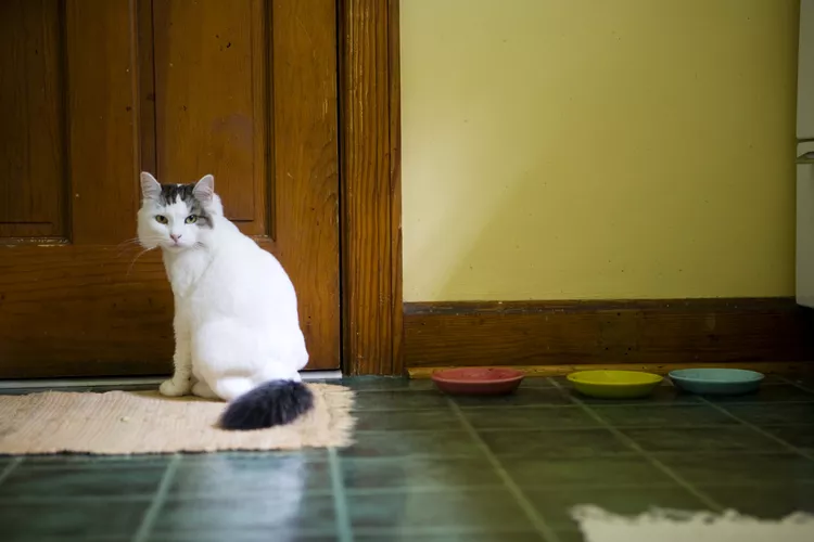 How to Stop Cats From Pooping on Rugs