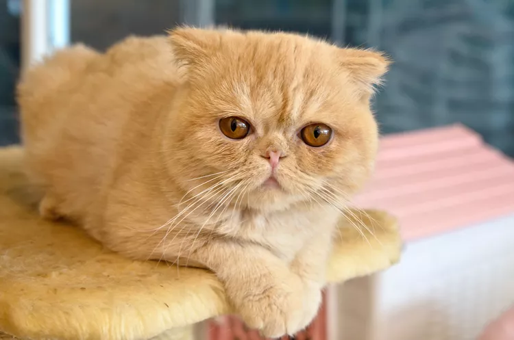 Exotic Shorthair: Cat Breed Profile, Characteristics & Care