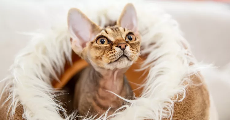 16 Small Cat Breeds That Are Petite Purring Machines