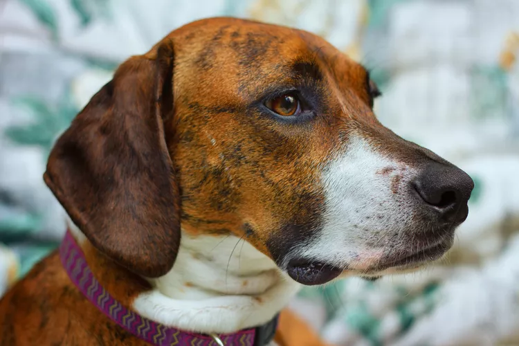 Plott Hound: Dog Breed Characteristics & Care