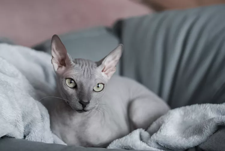 212 Hairless Cat Names For Your Beautifully Bald Feline