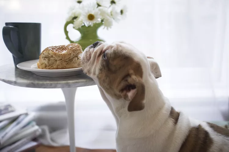 Can Dogs Eat Bread?