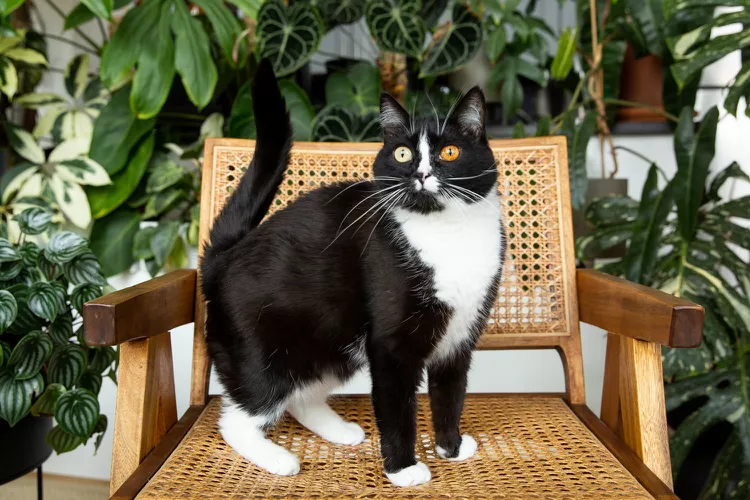 6 Pawsitively Fascinating Facts About Tuxedo Cats