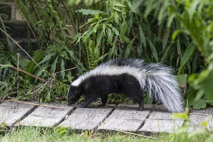 What to Do if Your Dog Is Sprayed by a Skunk