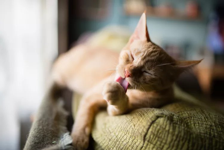 Why Do Cats Groom and Lick Themselves So Often?