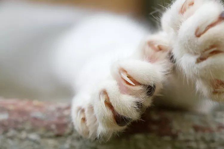 Should You Declaw Your Cat?