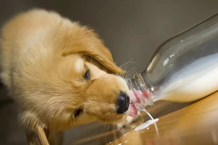 Can Dogs Drink Milk?