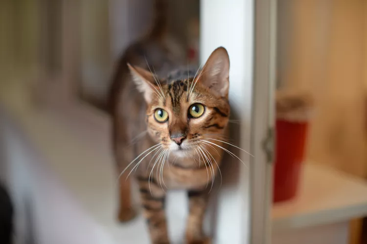 Toyger: Cat Breed Profile, Characteristics & Care