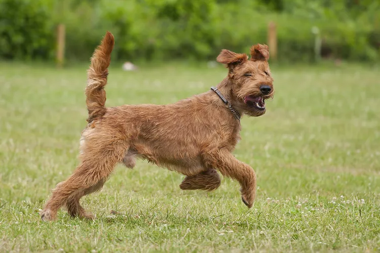 Irish Terrier: Dog Breed Characteristics & Care