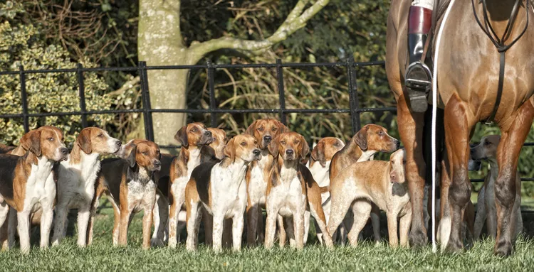 American Foxhound: Dog Breed Characteristics & Care