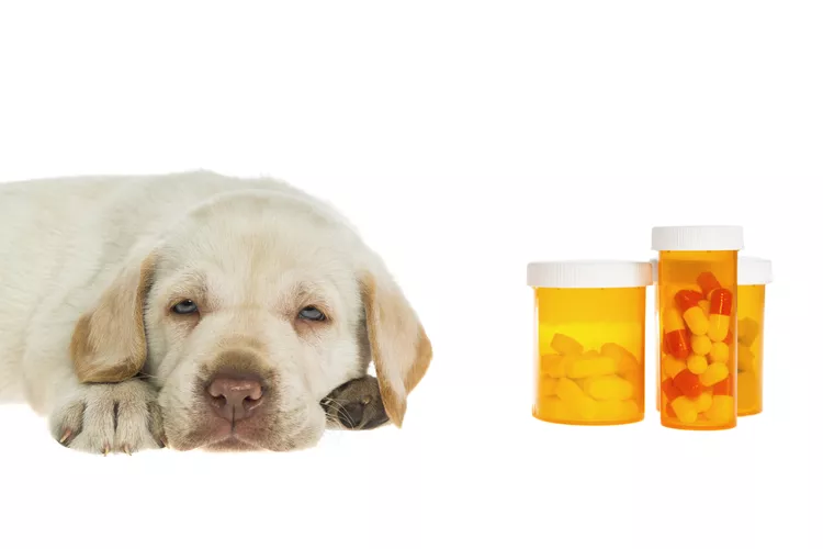 Is Ibuprofen Safe for Dogs?