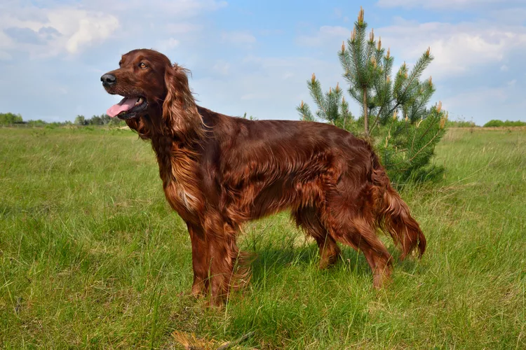 Irish Setter (Red Setter): Dog Breed Characteristics & Care