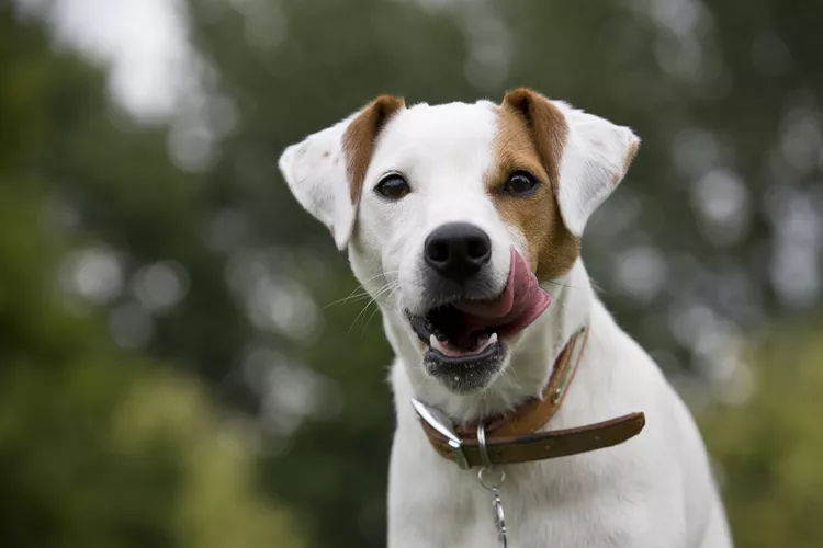 Parson Russell Terrier: Dog Breed Characteristics & Care