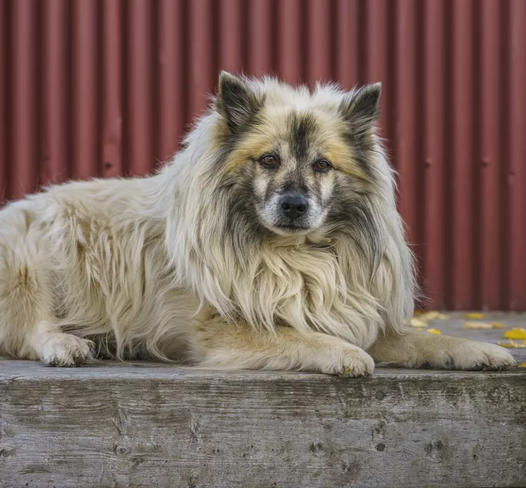 Icelandic Sheepdog: Dog Breed Characteristics & Care