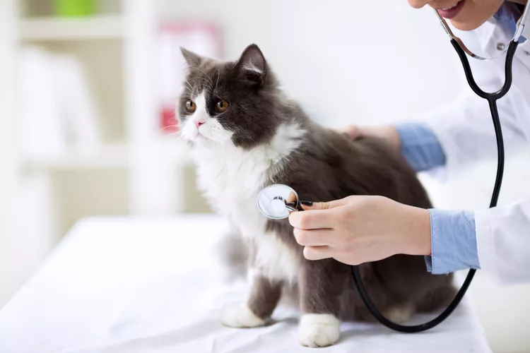 Toxoplasmosis in Cats