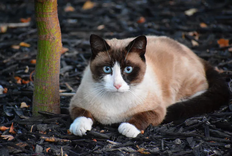 Snowshoe Cat: Breed Profile, Characteristics & Care