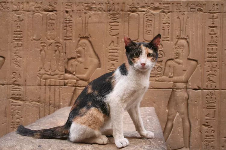 46 Egyptian Cat Names