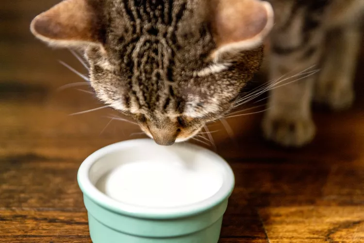 Can Cats Have Milk? Why They Really Shouldn’t Drink The Stuff