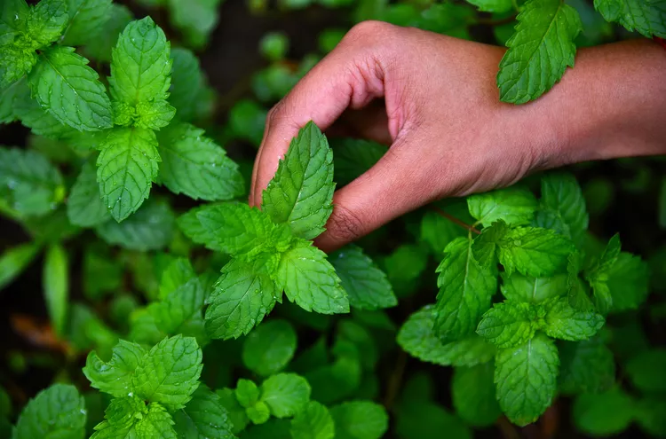 Does Peppermint Oil Kill Fleas?