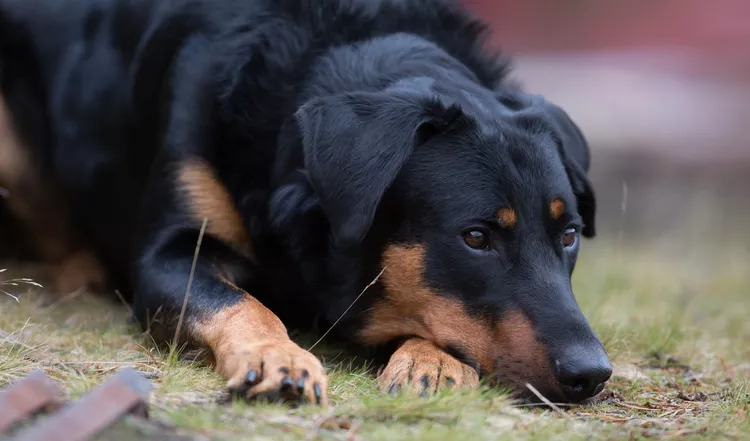 Beauceron: Dog Breed Characteristics & Care