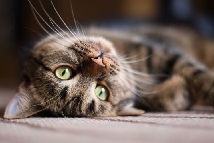 Explore the Sources of Your Cat's Personality