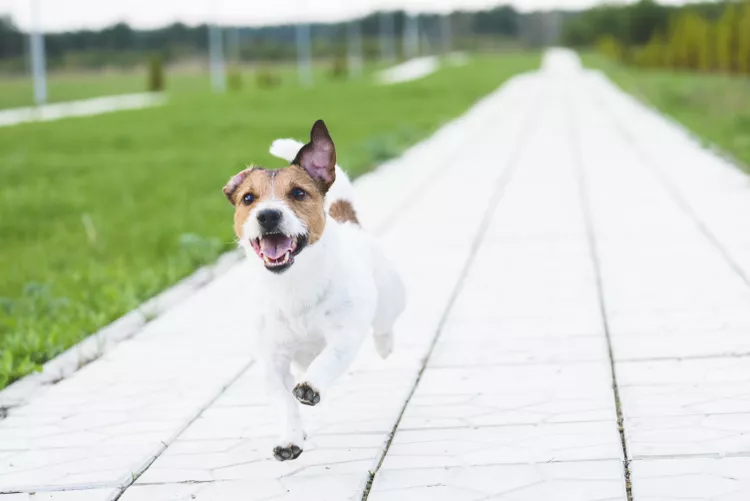 Reasons Why Dogs Run Away and How to Stop It