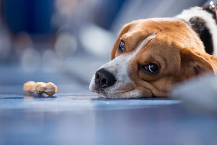 What to Do if Your Dog Is Poisoned or Exposed to Toxins