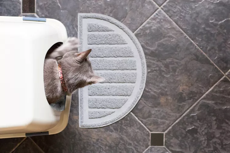 How to Stop Litter Box Problems in Senior Cats