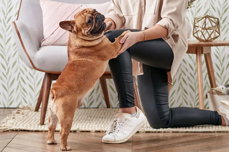 Here’s How to Stop Your Dog from Jumping on You When Excited