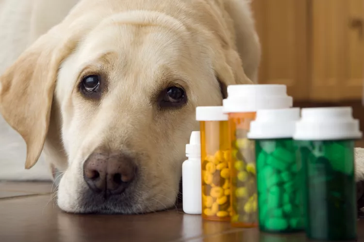 Common Antibiotics for Dogs