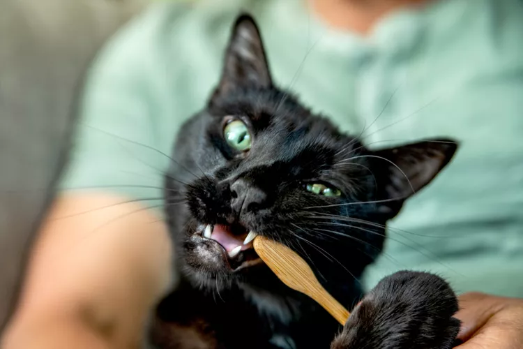 How to Brush Your Cat's Teeth