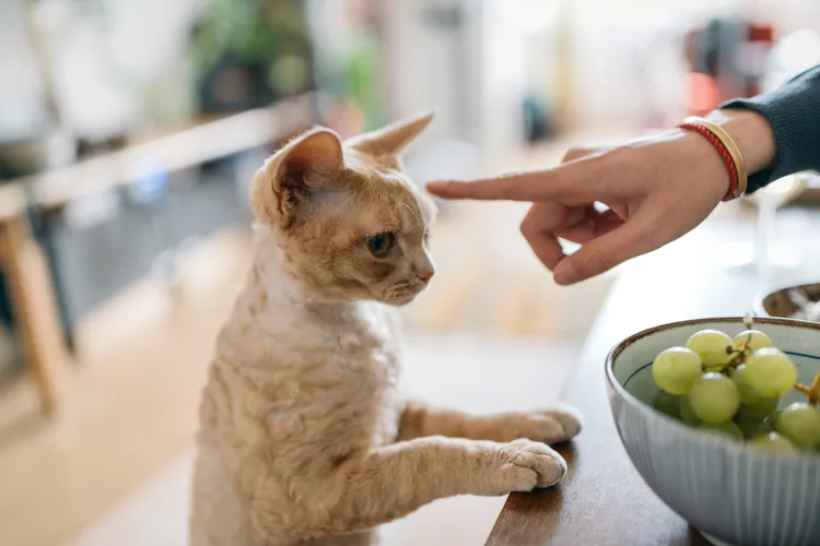 How to Care for Your Deaf Cat