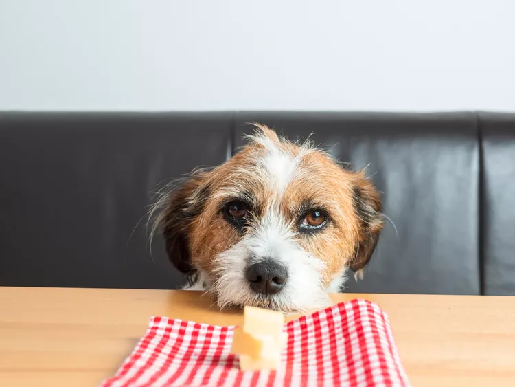 Can Dogs Eat Cheese?