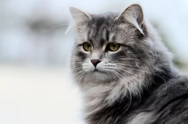 82 Russian Cat Names