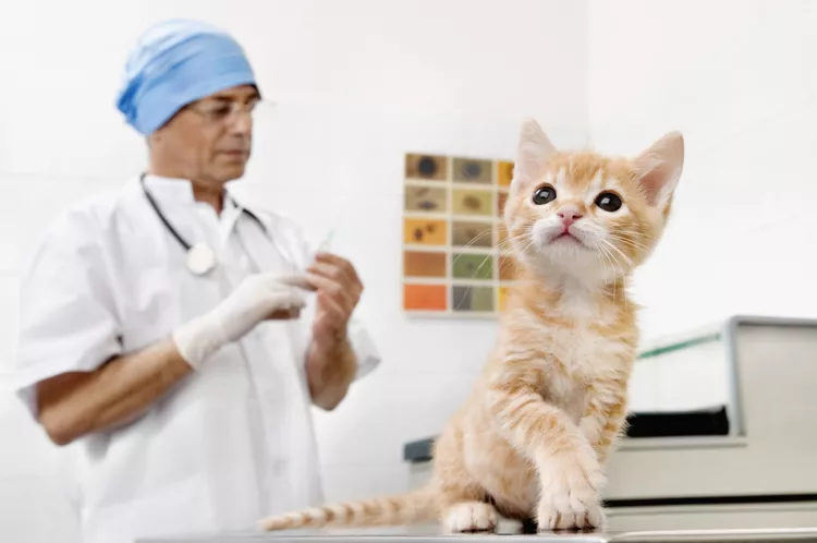 The Debate Around the FIV Vaccine for Cats