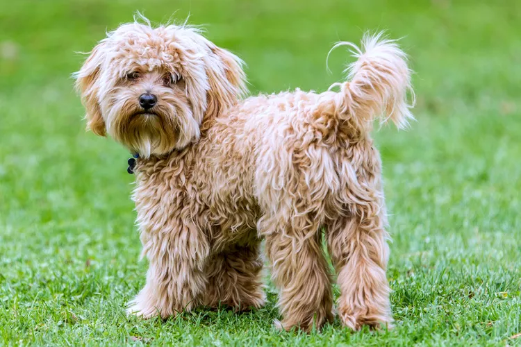 Cavapoo: Dog Breed Characteristics & Care