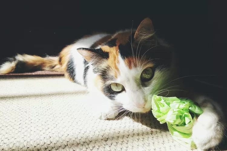 Why Cats Eat and Chew on Plastic