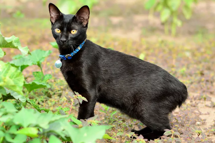 Japanese Bobtail: Cat Breed Profile, Characteristics & Care