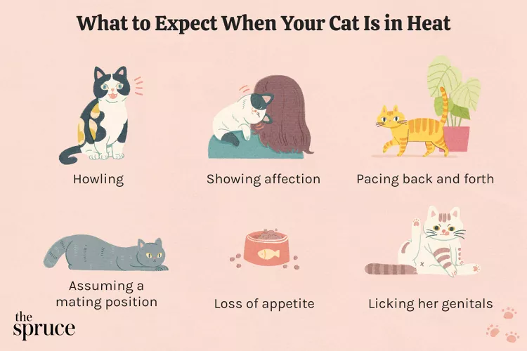 What to Expect When Your Cat Is in Heat