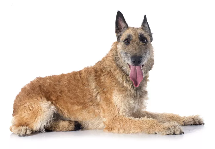 Belgian Laekenois: Dog Breed Characteristics & Care