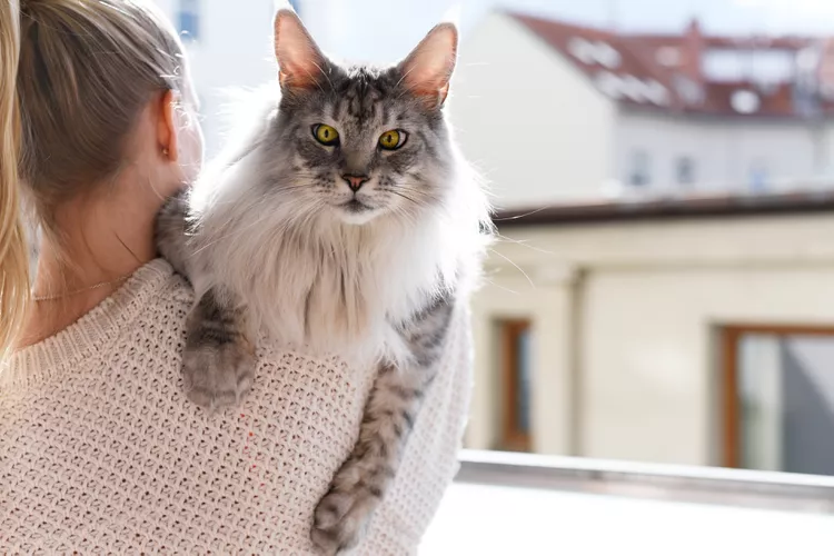 10 Most Affectionate Cat Breeds