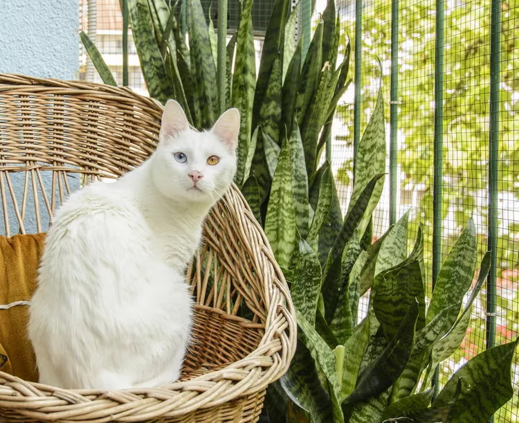 Are Snake Plants Toxic to Cats?